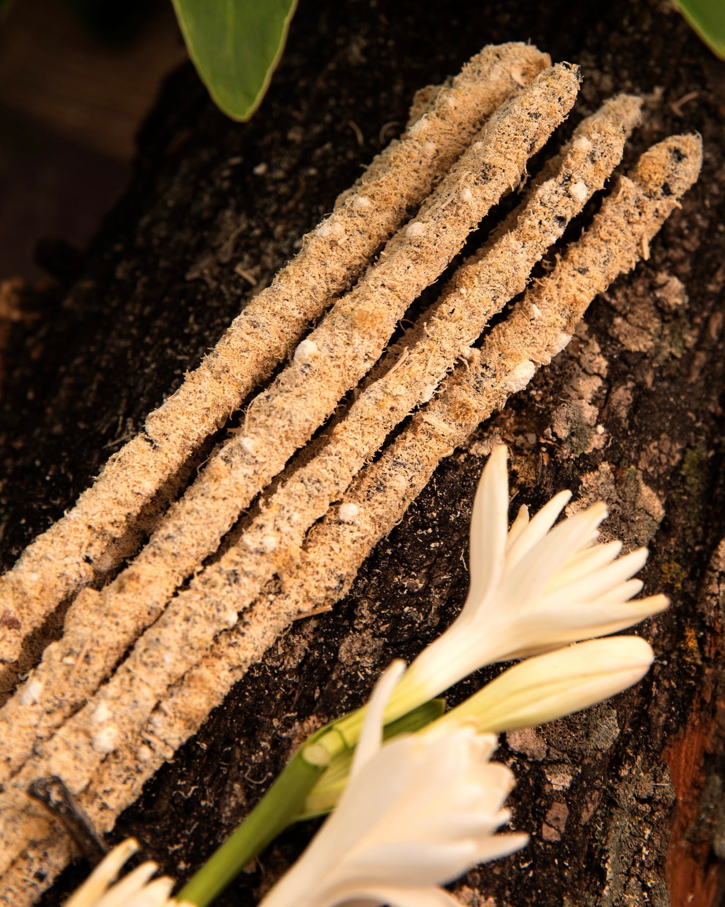 Sagrada Madre Botánico Nardo y Olíbano | Transmutación